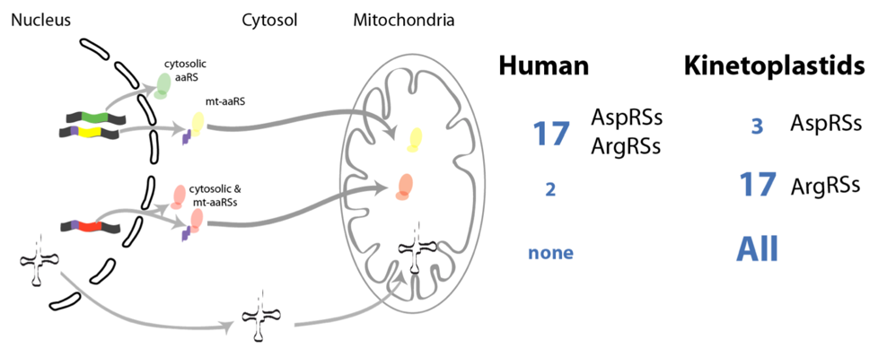 mrna-translation-mitochondria-figure