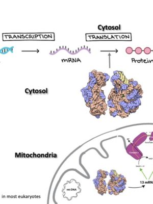 mitochondrial-mRNA-translation